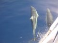 Choose Small Cyclades Islands hopping during your greek islands sailing vacations with yacht charter